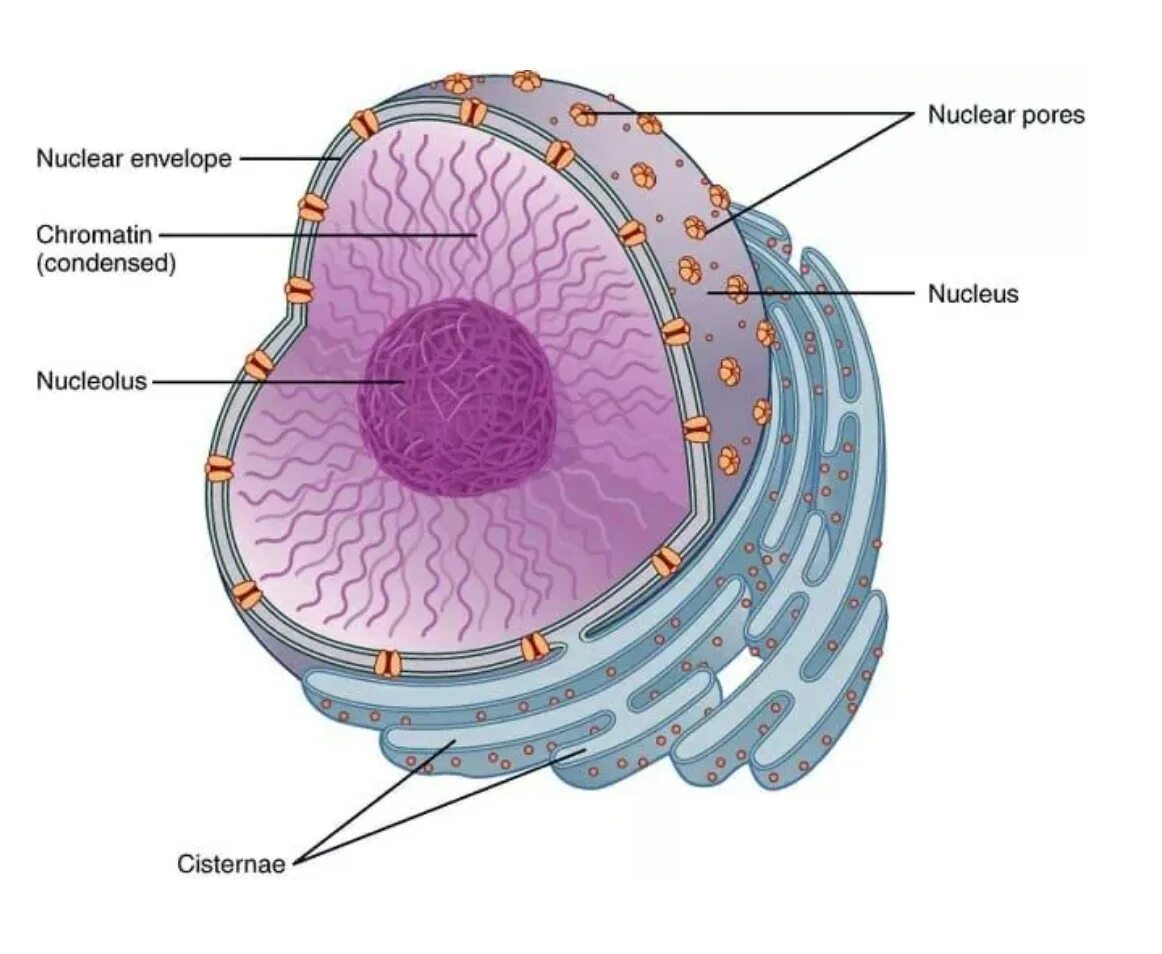 Ядро cell. Клеточное ядрышко. Ядрышко клетки 3д. Ядро под микроскопом. Компоненты клеточного ядра схема.