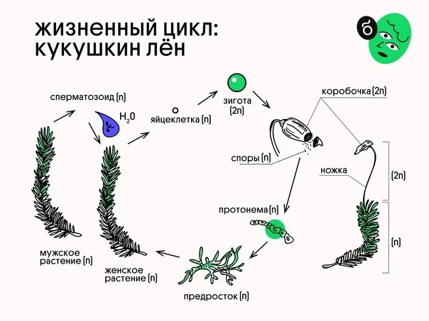 Спорофит мха кукушкин лен. Жизненный цикл растений схема ЕГЭ. Жизненный цикл покрытосеменных растений ЕГЭ. Кукушкин лен протонема. Жизненный цикл споровых растений.