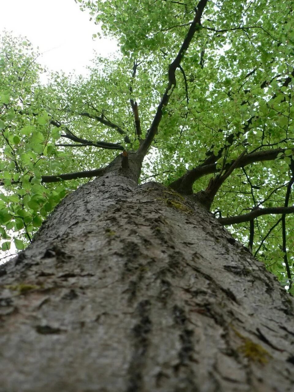 Tree filled