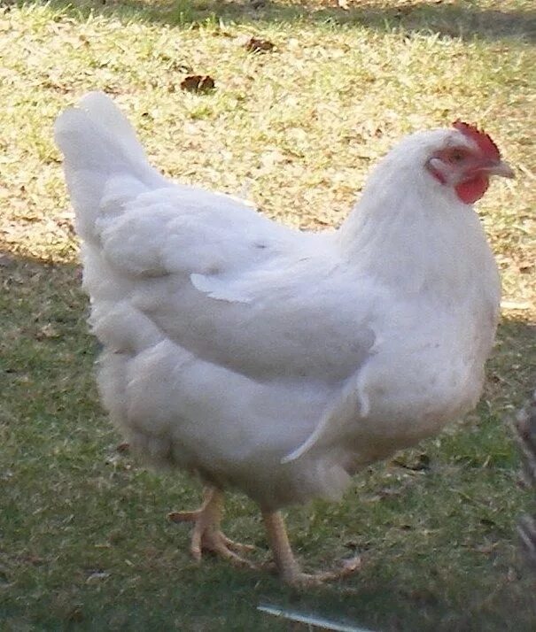 белые куры хайсекс-браун. несушки леггорн. куры несушки ломан белый. хайсекс уайт. куры леггорн браун.