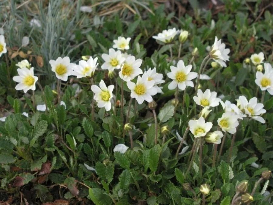 Дриада цветок. Дриада восьмилепестковая dryas octopetala. дриада друммонда. дриада куропаточья трава. дриада в тундре.