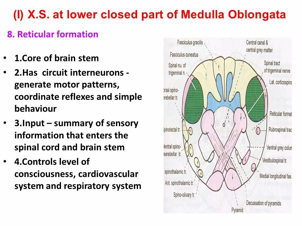 Low close. Medulla lower Section tracts. Medulla points. Медулла облонгата. Медулла расположение на русском картинки с названиями на русском.