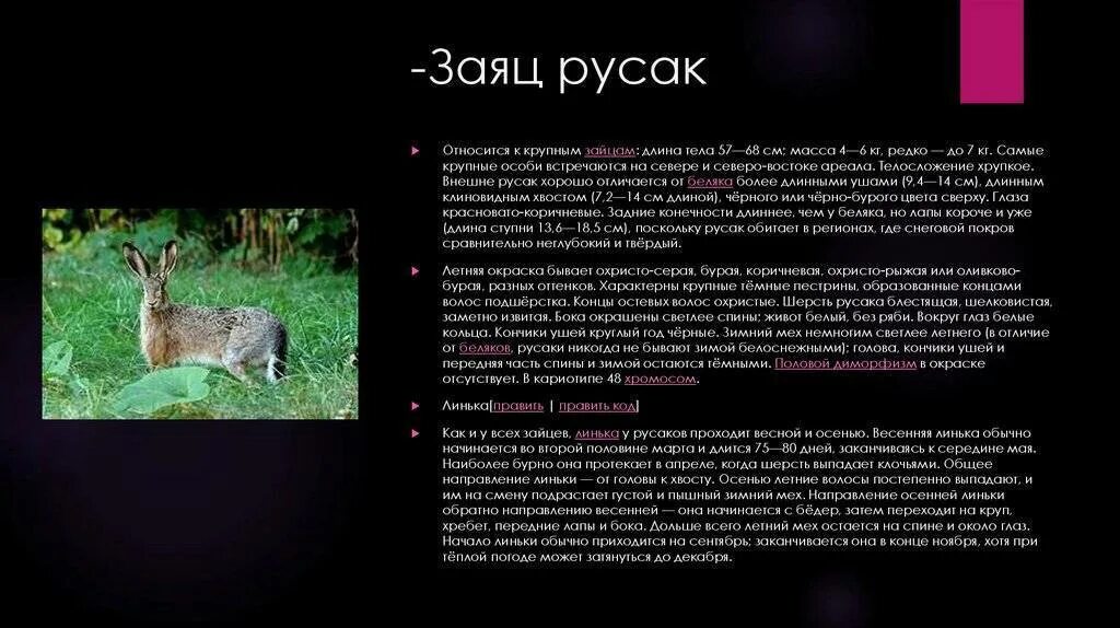 Русак описание. Заяц русак описание. Длина тела зайца русака. Рассказать о зайце. Заяц беляк и заяц русак.