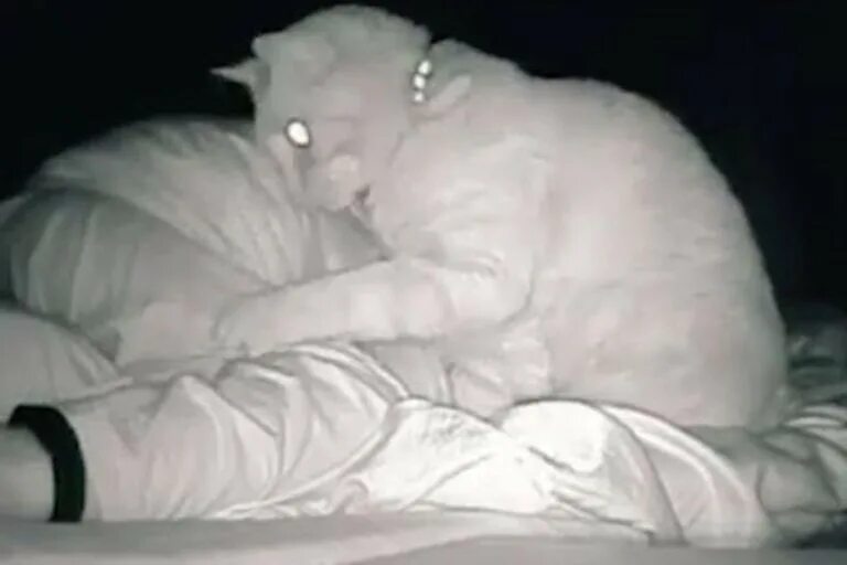 Просыпаюсь уставшим и разбитым. Кот на ночной камере. Коты наблюдают за спящей хозяйкой. Уставшая женщина и её кошки.
