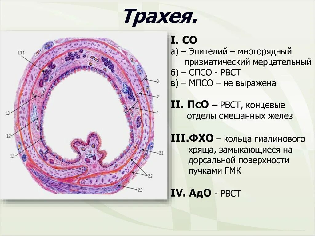 Трахея гистологический. Трахея гистология препарат. трахея поперечный срез гистология. препарат трахея поперечный срез. трахея поперечный разрез гистология.