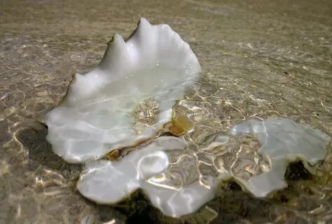 Раковины под водой