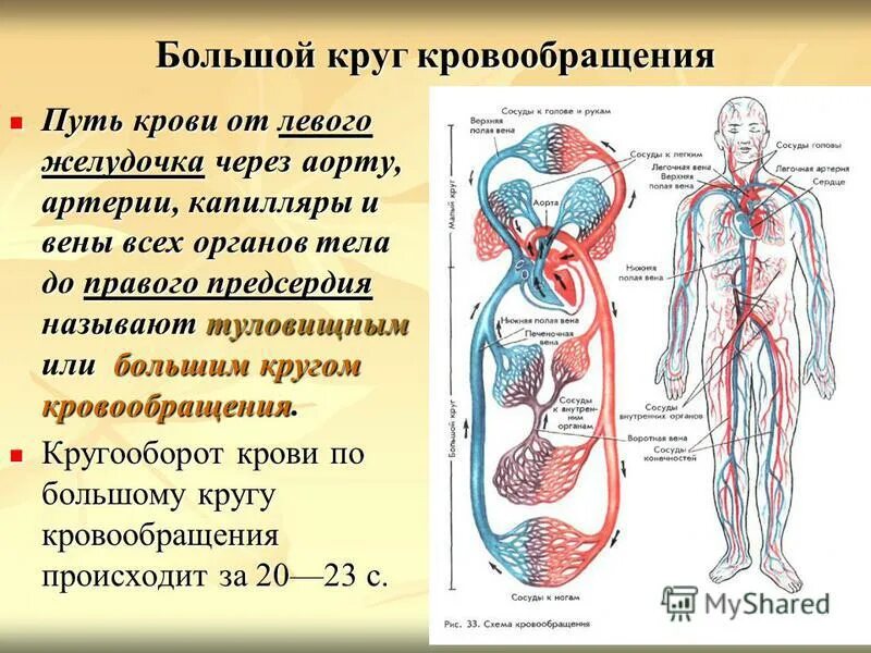 Кровеносная система малый и большой круг. Кровеносные сосуды большого круга кровообращения по движению крови. Схема большого круга кровообращения у человека. Рис 44 схема кровообращения. Сосуд собирающий кровь от органов брюшной полости