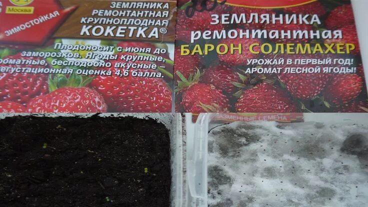Кокетка земляника