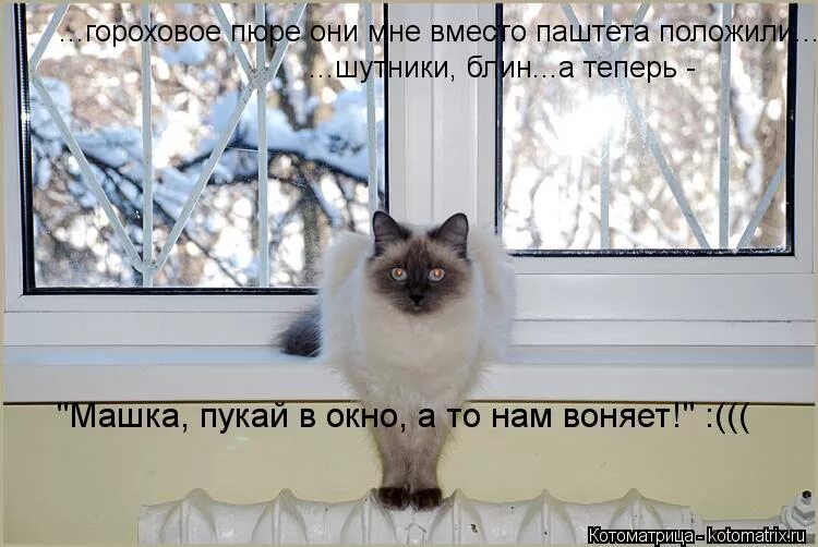 кот греет лапки