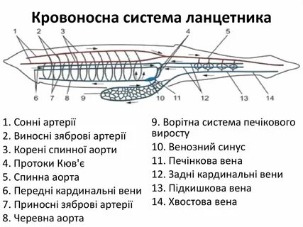 Строение систем ланцетника