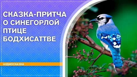 Притча птицы