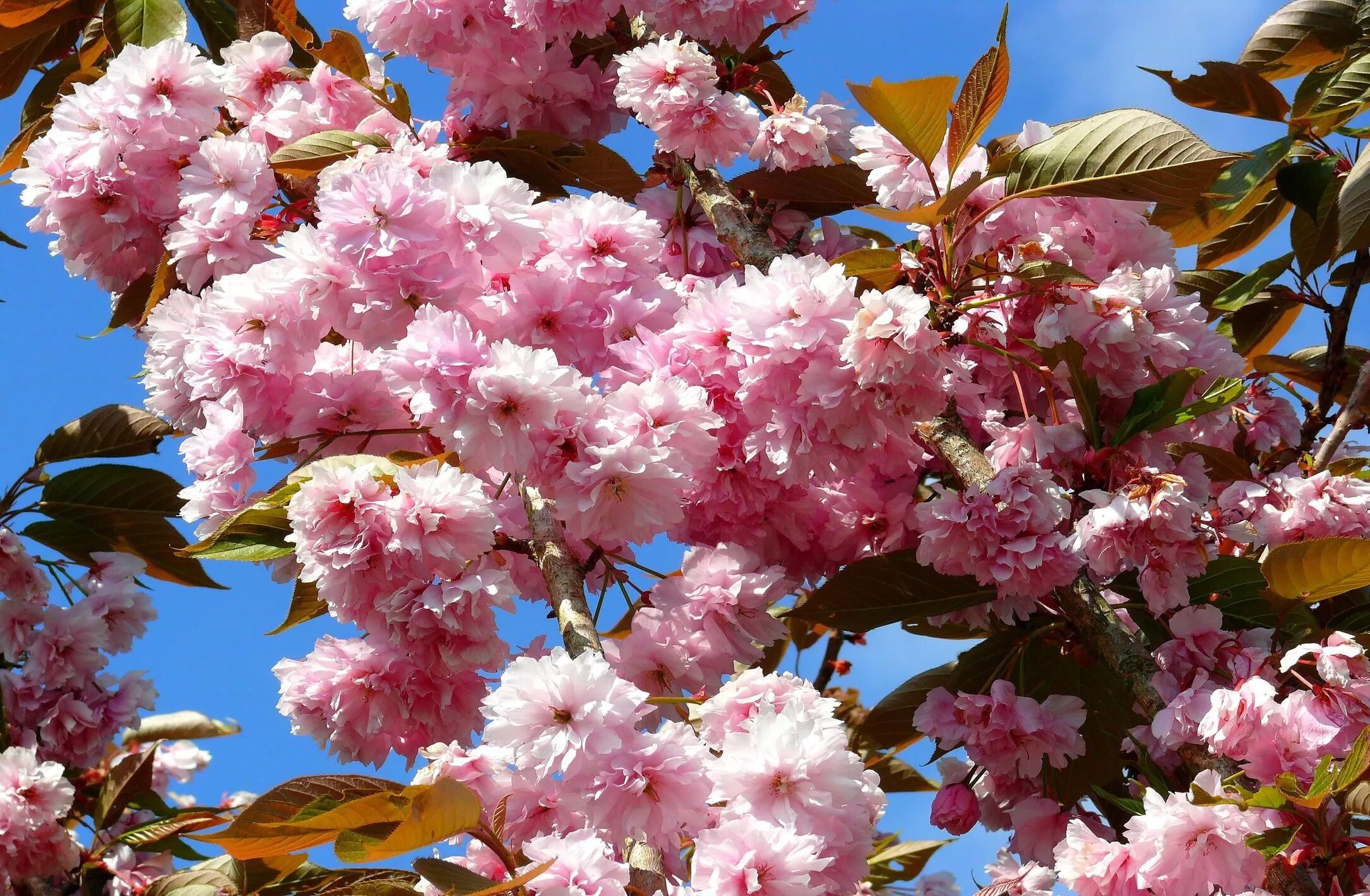 Сакура живые обои. Цветущее дерево. Весенние цветы.