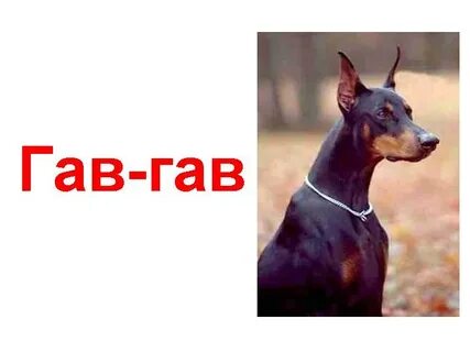 Гав собаки