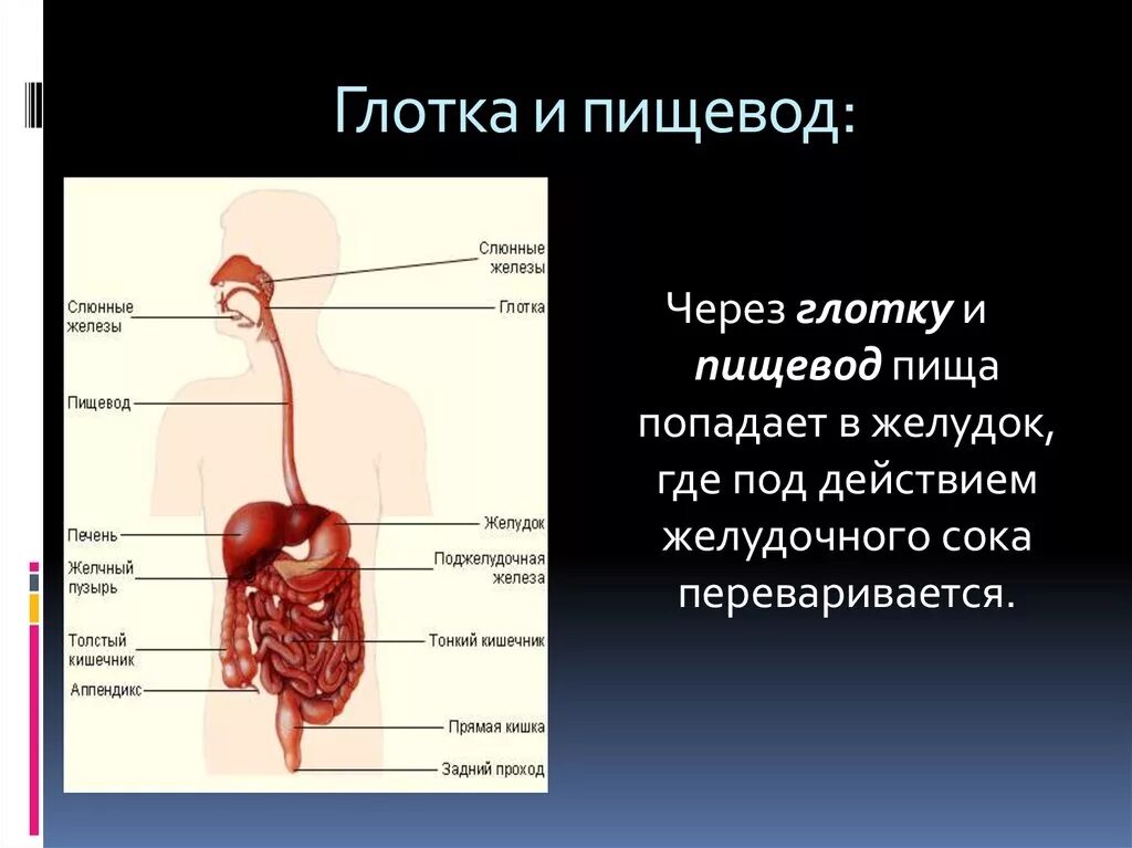 Органы пищевод человека