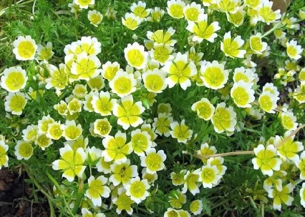 Wild for California Native Wildflowers! Bulb flowers, Wild flowers, Plants