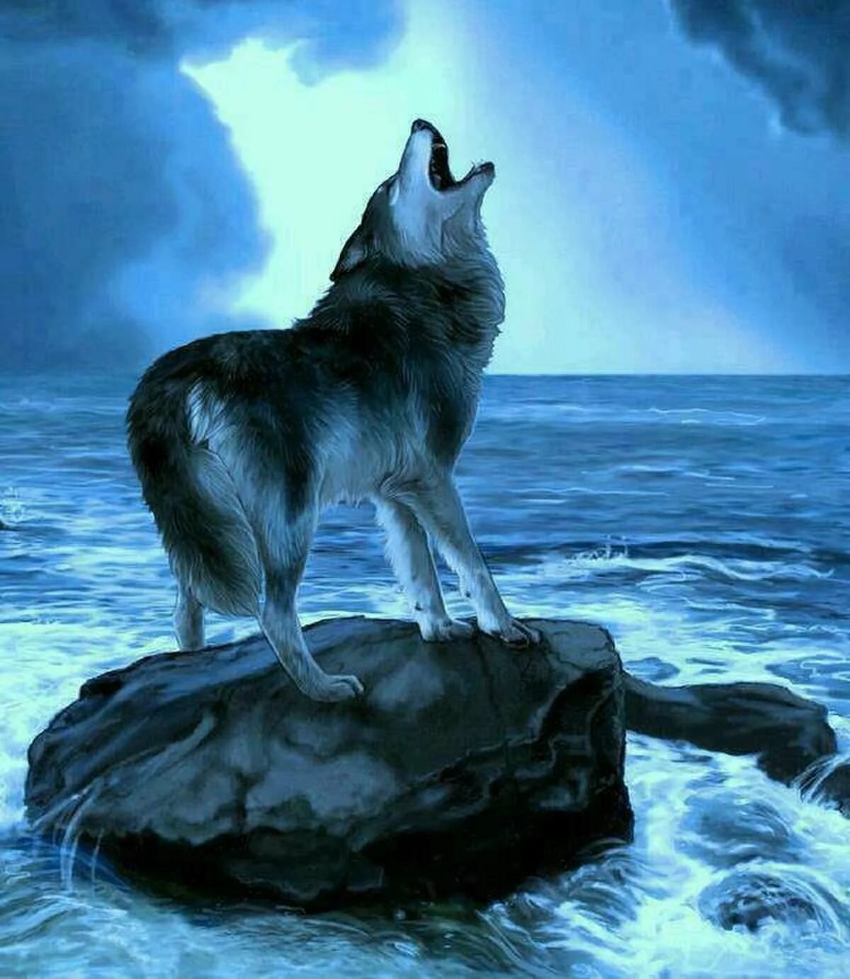 Красивый волк. Одинокие волки. Одинокий волк. Волчица одиночка.