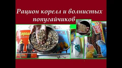 Лучший корм для кореллы