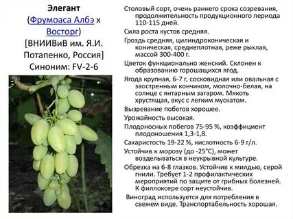 Виноград характеристики сортов
