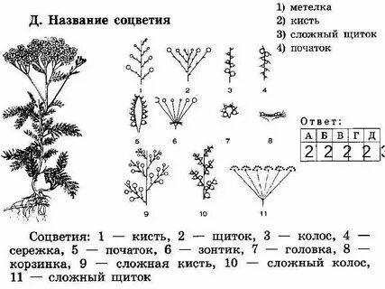 Метелка какие растения