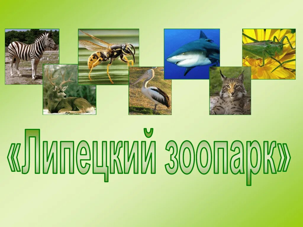 Что такое зоопарк 1 класс. Зоопарк 1 класс школа россии. проект по окружающему миру 1 класс зоопарк. презентация зоопарк. сообщение о животном зоопарка 1 класс.