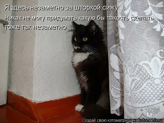 Я боюсь мышей. Дело есть дело мем. Кот думает что я живу у него. Сижу дома прикол. Шутки про плед.