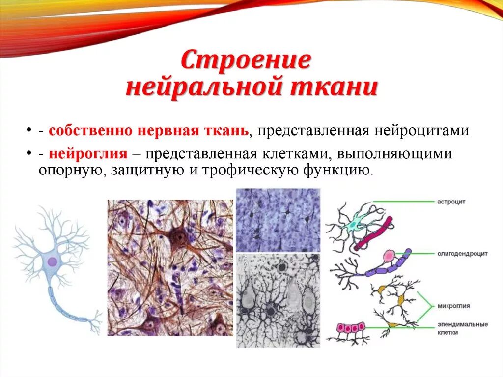 Вспомогательные нервные клетки. Нервная ткань строение и функции. Нервная ткань расположение строение функции. Нервная ткань животных строение и функции. Нервная ткань строение и функции анатомия.