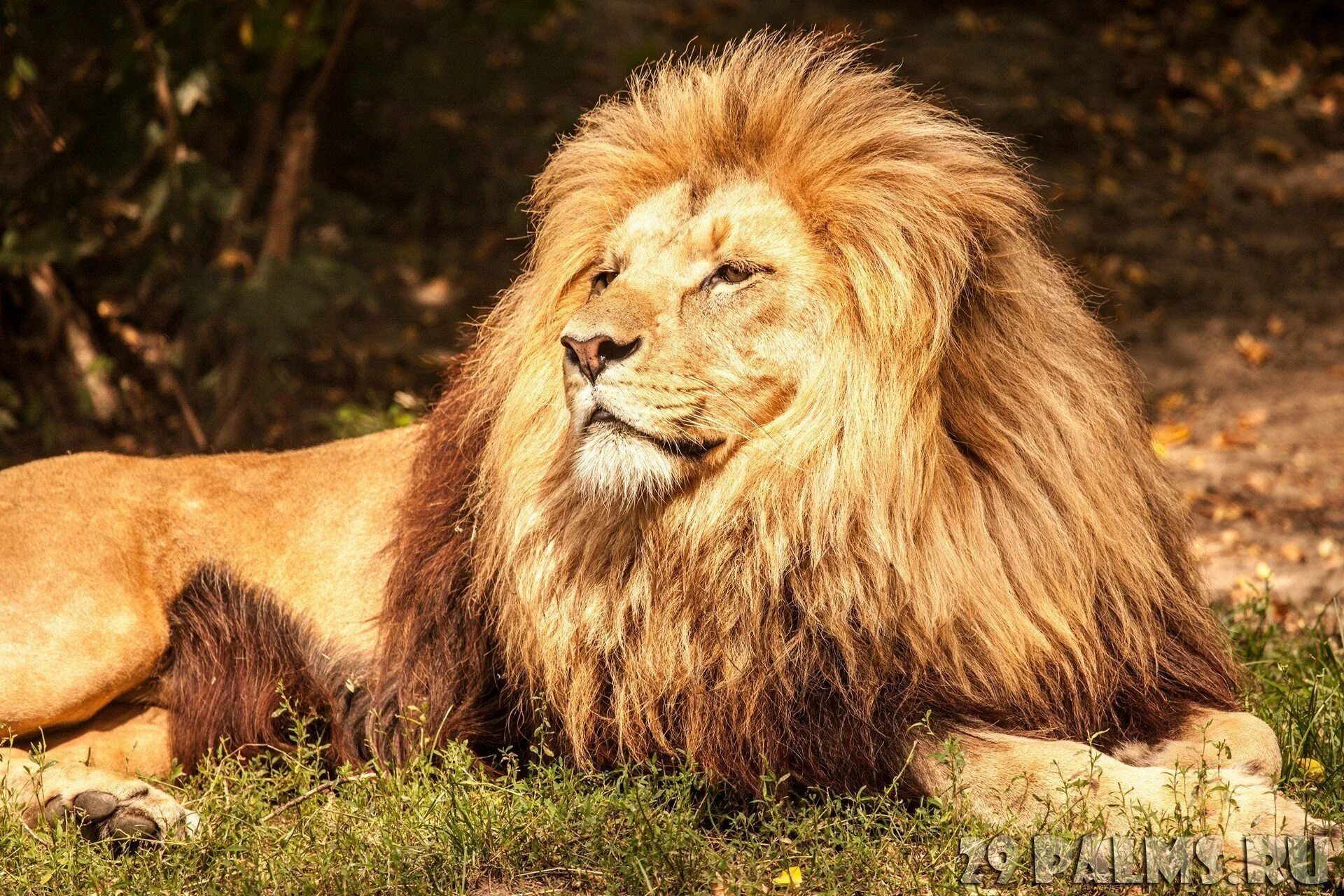 Картинки львов. Лев. Грива Льва. Лев с красивой гривой. Лев с большой гривой.