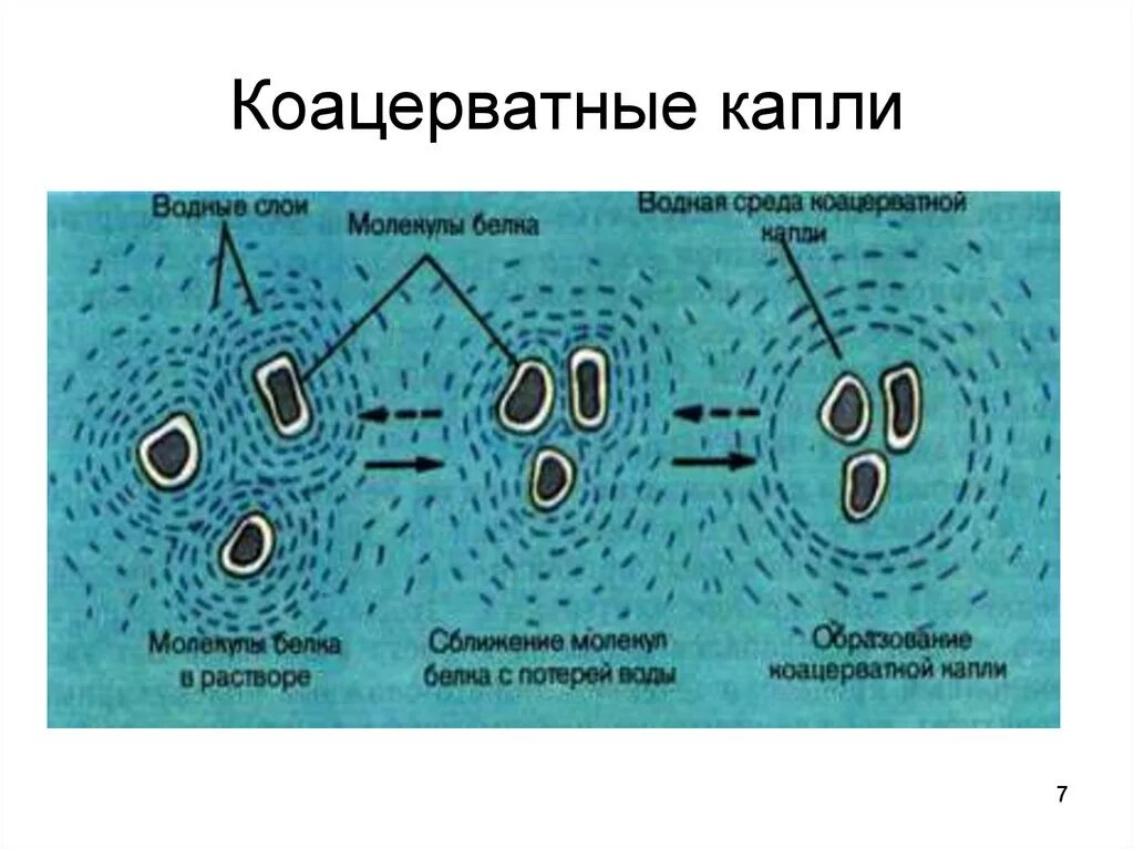 Коацерватные капли Опарина. Теория коацерватной капли. Образование коацерватной капли. Образование мембран на поверхности коацерватных капель. Образование коацерватов в воде