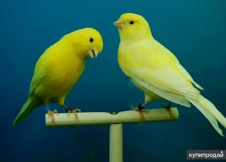 Canaries