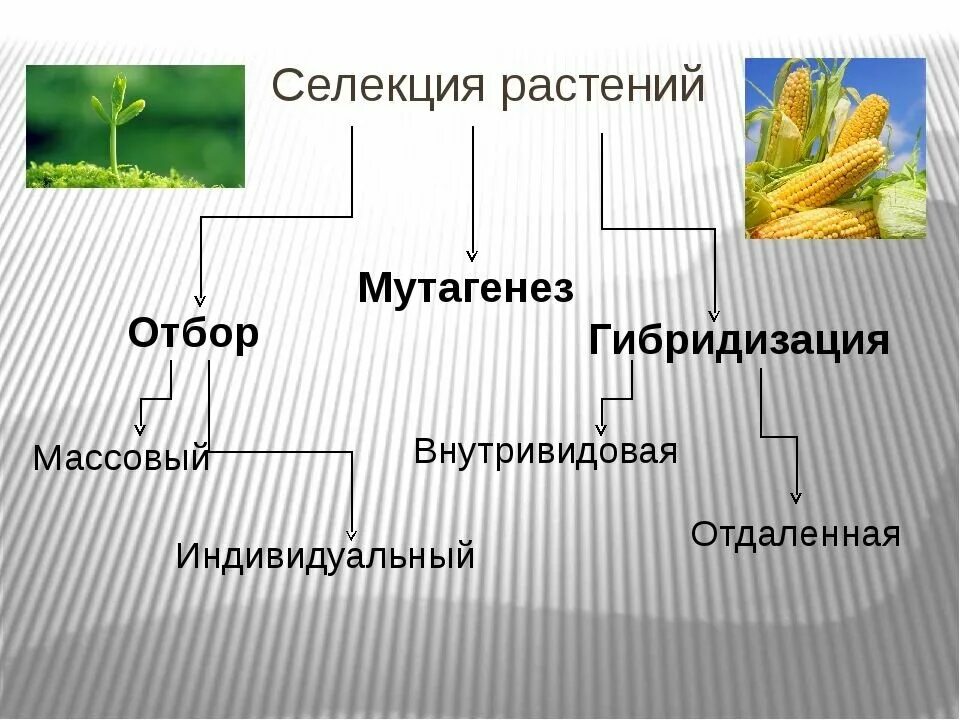 Гибридизация культур. Селекция растений. Селекциирастенеий примеры. Селекция растений и животных. Способы селекции растений.