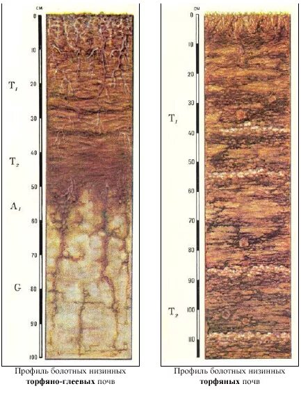 Торфяные болотные почвы. Торфяные почвы почвенные профили. Профиль болотных низинных торфяно-глеевых почв. Почвенный профиль болотно-подзолистых почв. Болотные торфяно глеевые почвы.