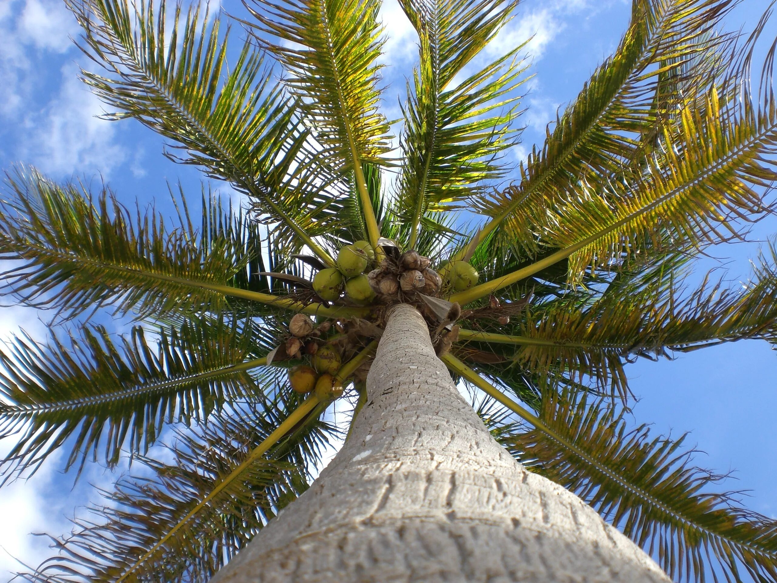 Финиковая Пальма. Кокосовая Пальма (Cocos nucifera). Бертамовые пальмы. Финиковая Пальма ботаника.