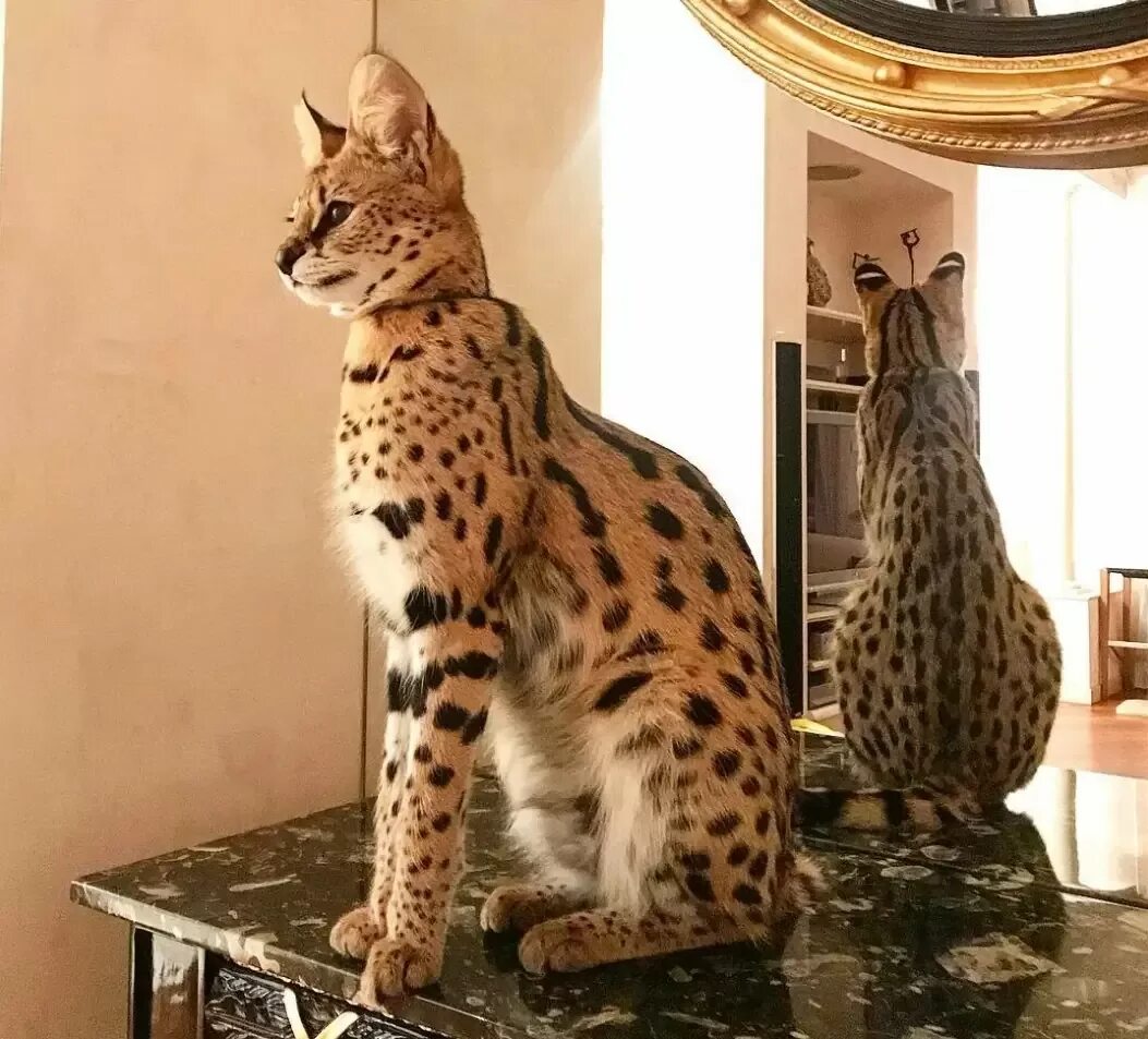 Самая большая домашняя кошка порода. Сервал Ашера Саванна. Мейн кун Ашера. Кошка Саванна и сервал. Саванна Ашера кошка.