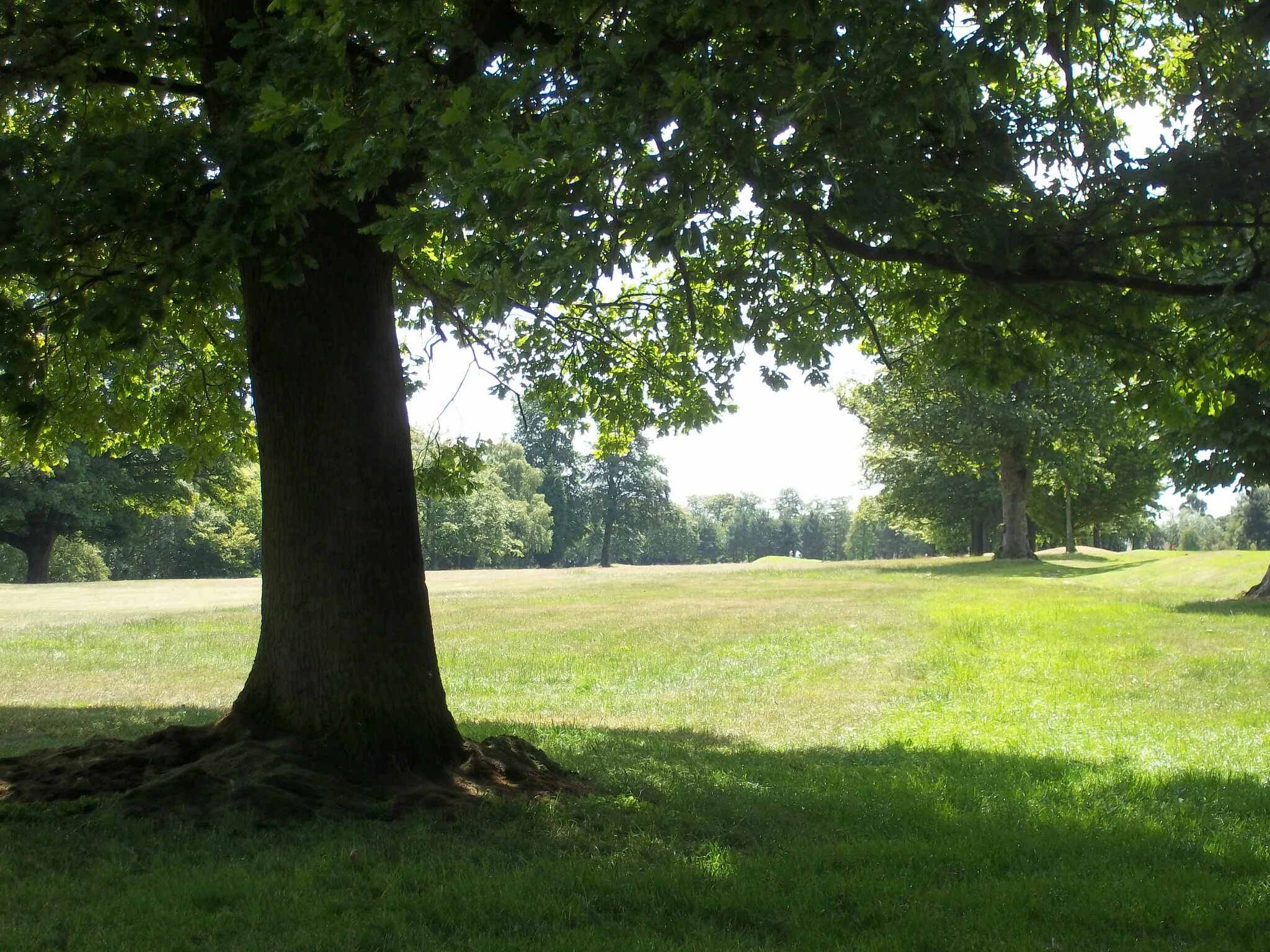 Where the trees meet. Under the tree. by the tree. the first tree.