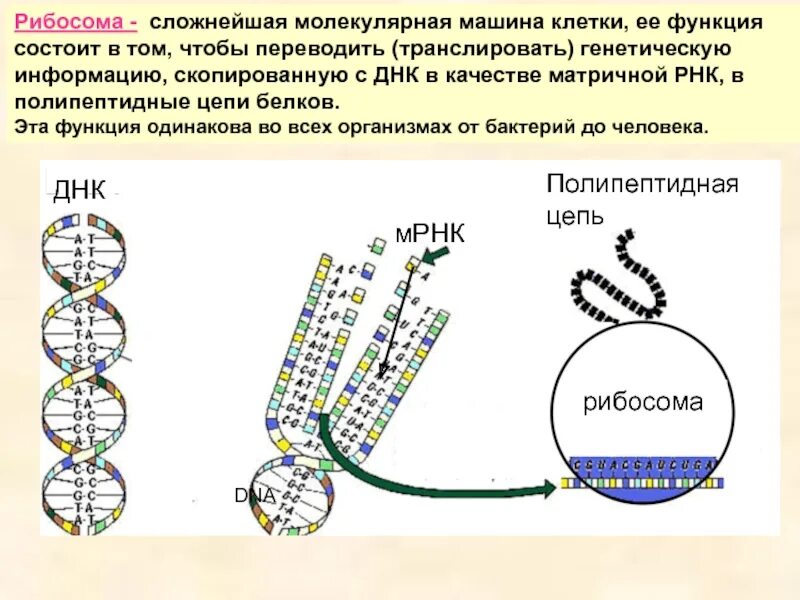 Роль белков в синтезе днк. Рабисома биосинтнз белка днк. строение рибосом биохимия. рибосомы днк. молекулярная биология рибосомы.