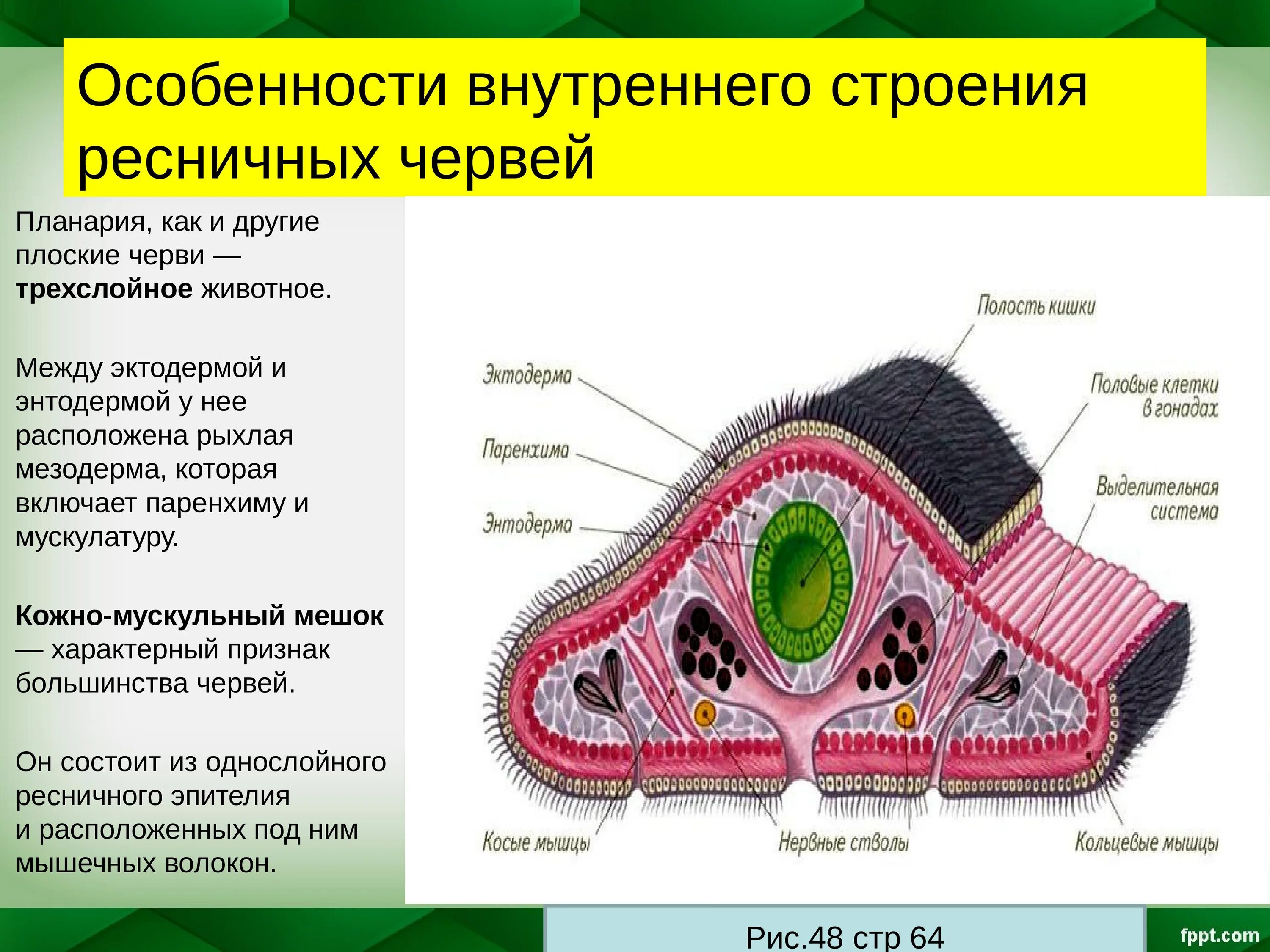 Система ресничных червей. Ресничные черви кожно мускульный мешок. Кожно-мускульный мешок у ресничных червей. Внутреннее строение плоские черви 7 класс. Ресничные плоские черви внешнее строение.