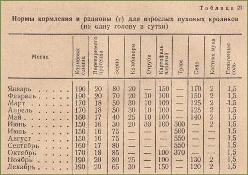 Сколько голов с 1 кг. Рацион кормления кроликов таблица. Нормы кормления для кроликов таблица. Суточный рацион кормов для кроликов. Нормы рациона кормления кролик корма.