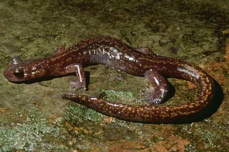 Тритон дальневосточный. Уссурийский когтистый тритон красная. Уссурийский безлегочный тритон. Уссурийский когтистый тритон. Тритон огненная саламандра.