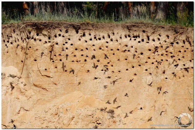 гнездо ласточки береговушки. ласточка береговушка. норки стрижей. в дырах на обрыве берега были гнезда. ласточка береговушка и стриж.