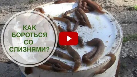 Можно ли курам давать слизней