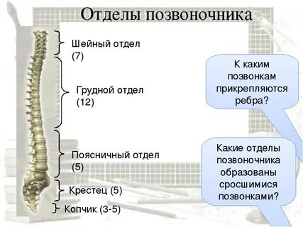 Какой позвонок выступает
