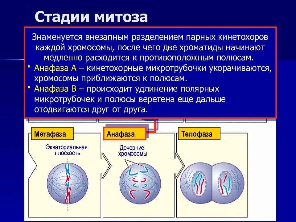 Митоз. Регуляция клеточного деления. Фазы митоза. Митоз. Регуляция клеточного деления. Скорость деления клетки