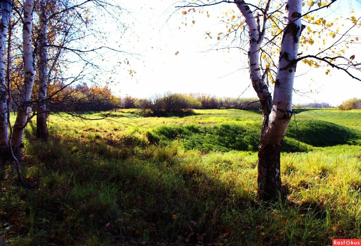знаменитые овраги. беларусь мозырские овраги. шварцвальд тропа. венерины холмы. овраг в лесу.