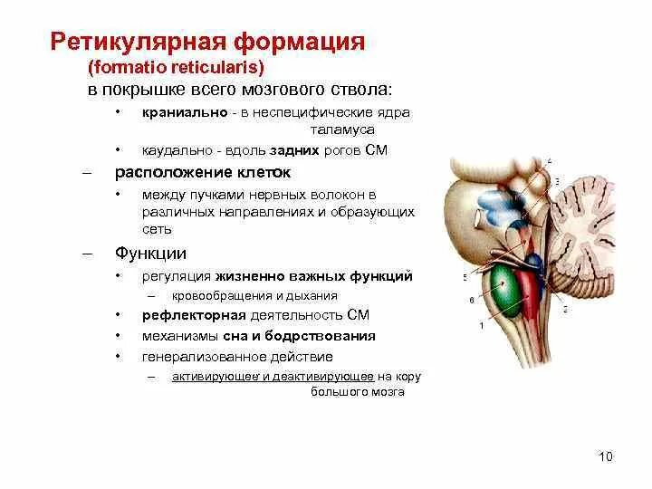 Ретикулярная формация ствола головного мозга. Функции ретикулярной формации анатомия. Ретикулярные ядра продолговатого мозга. Функции ретикулярной формации ствола мозга. Какие функции выполняет ствол мозга