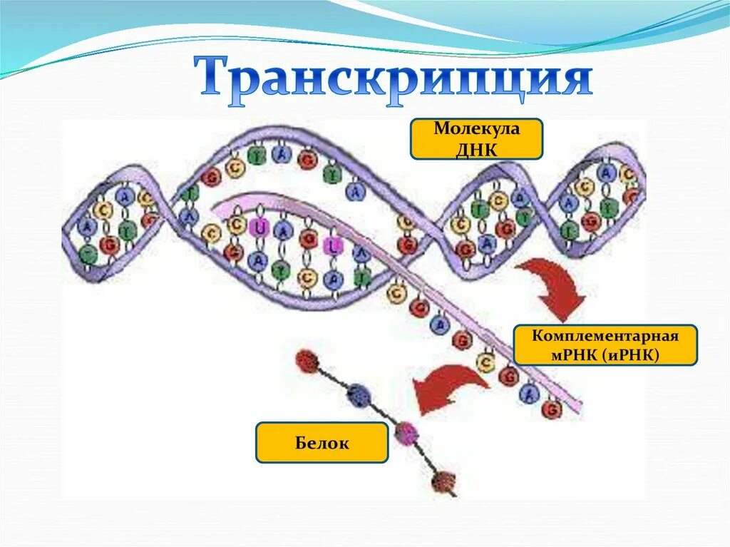 Переписывание информации с молекулы днк