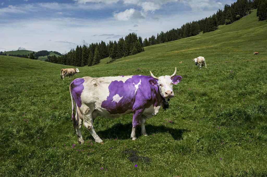 Коровка реклама. Альпийская коровка Милка. Фиолетовая корова. Корова Милка. Фиолетовая корова Милка.