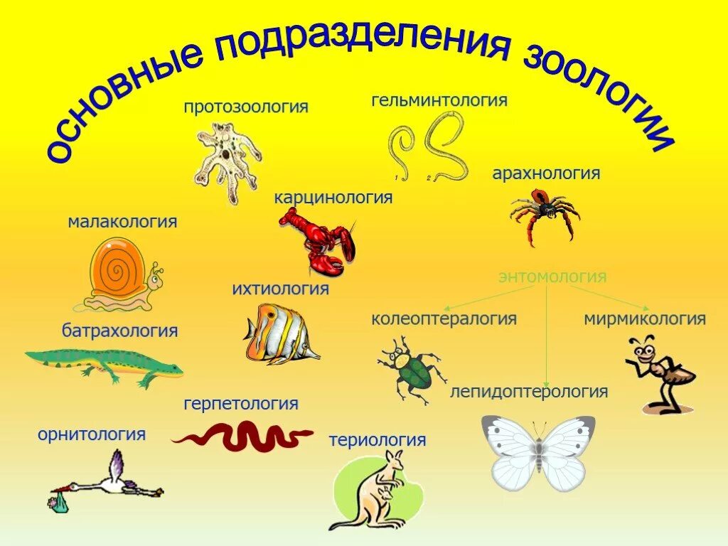 Название наука животных. Презентация на тему Зоология. Подразделения зоологии. Зоология объект изучения. Названия наук изучающих животных.