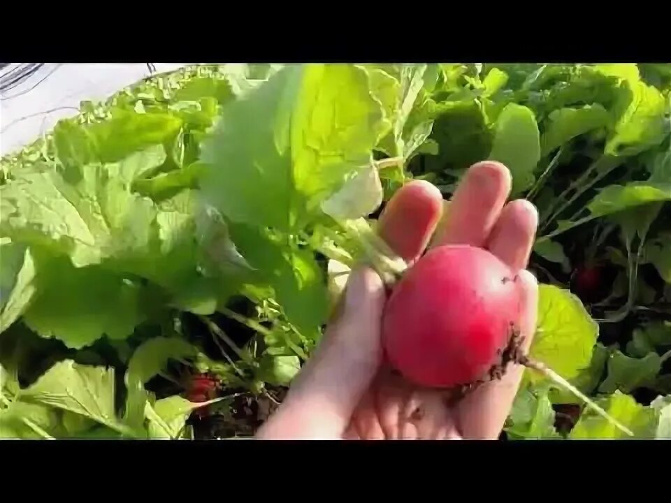 Редис в крыму. Редис для теплицы. посев редиса в теплице. болезни редиса в теплице. как посеять редиску в теплице в апреле.