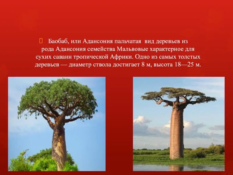 Баобаб (Адансония пальчатая. Adansonia digitata баобаб Адансония пальчатая. Баобаб самое толстое дерево. Баобаб Африканский сообщение. Где находится баобаб