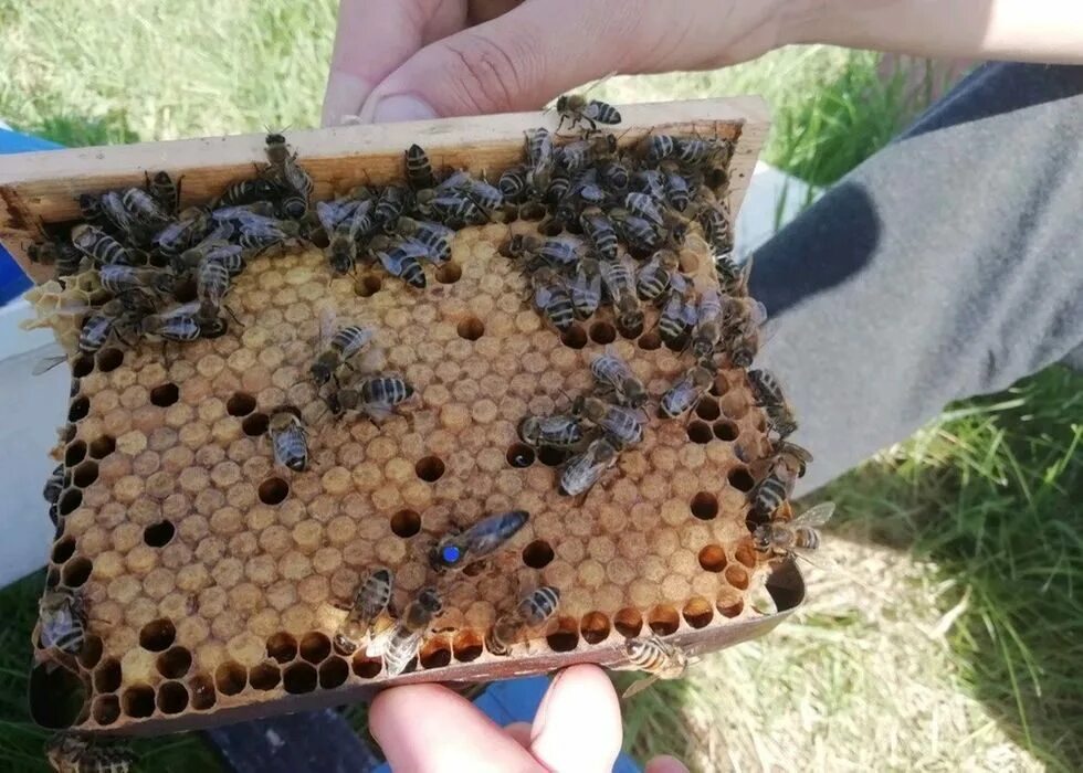 Купить пчелосемьи в воронежской области 2024 году. Пчеломатка Карника. Пчеломатки плодные Карника f1.. Засев матки Карника. Пчелиные матки Карпатской породы.